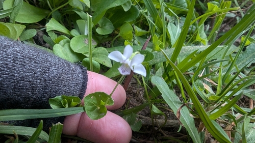 Image of Viola caleyana by (c) Alesha Teitzel, some rights reserved (CC BY)