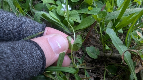 Image of Viola caleyana by (c) Alesha Teitzel, some rights reserved (CC BY)