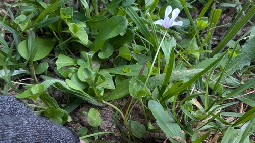 Image of Viola caleyana by (c) Alesha Teitzel, some rights reserved (CC BY)