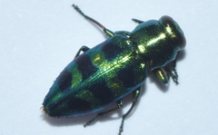 Chrysobothris frontiscalla