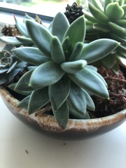 Graptopetalum