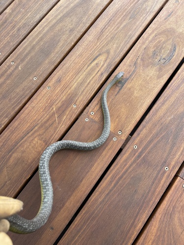 Common Tree Snake sighting