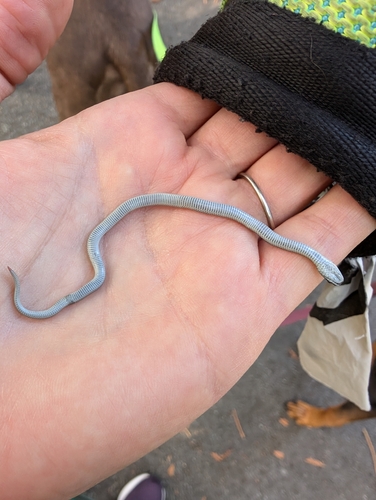 Forest Sharp-tailed Snake