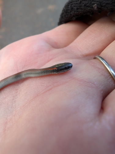 Forest Sharp-tailed Snake