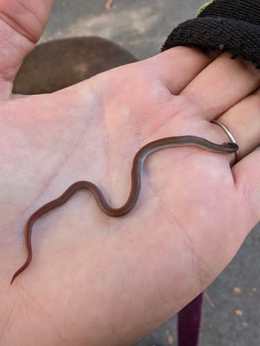 Forest Sharp-tailed Snake