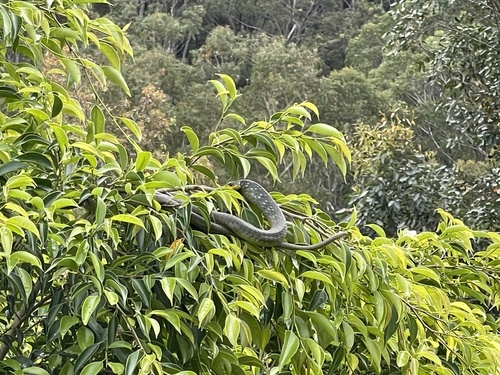 Common Tree Snake sighting