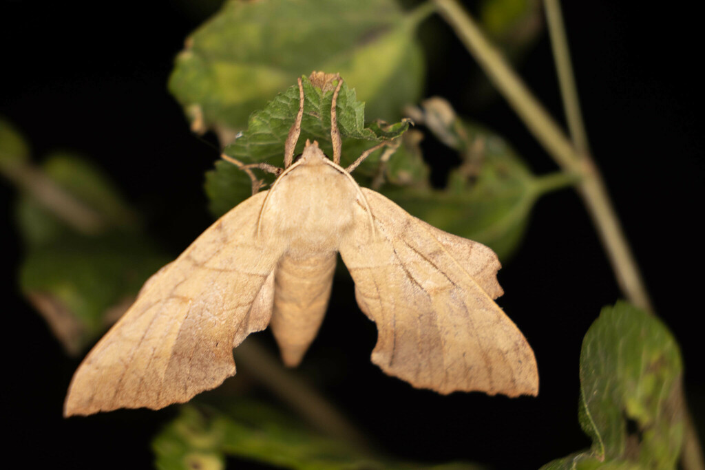 Walnut Sphinx from Anderson Mill, Austin, TX 78750, USA on September 26 ...