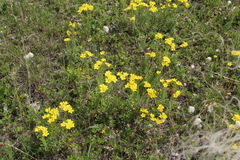 Linum flavum
