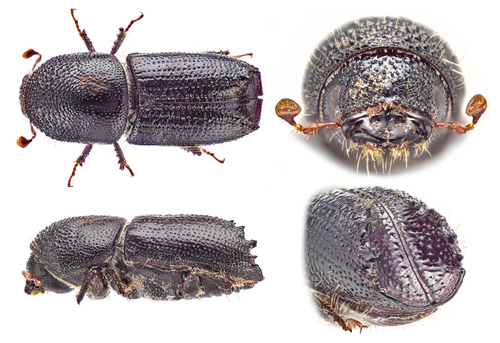 Small Spruce Bark Beetle