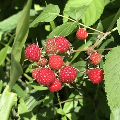 Rubus idaeus strigosus