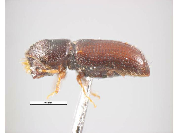 Large Larch Bark Beetle