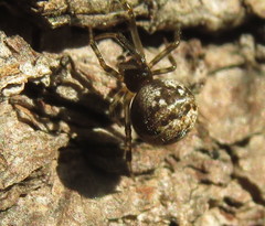 Cryptachaea rupicola