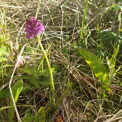 Anacamptis pyramidalis