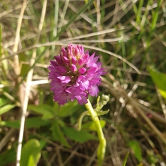 Anacamptis pyramidalis