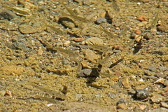 Catostomus occidentalis