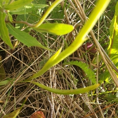 Anacamptis pyramidalis