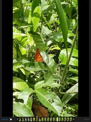 Dione vanillae vanillae