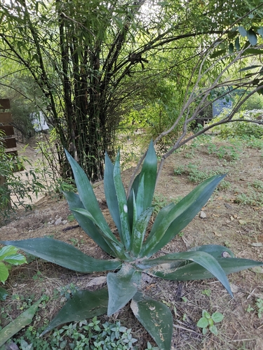 Image of Agave desmetiana by no rights reserved