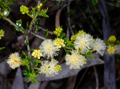 Two-toothed Wattle (Acacia bidentata)