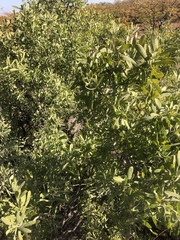 Salvadora australis