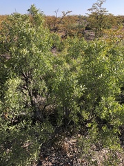 Salvadora australis