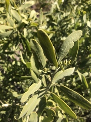 Salvadora australis