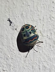 Sphaerocoris annulus