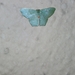 Hemithea tritonaria