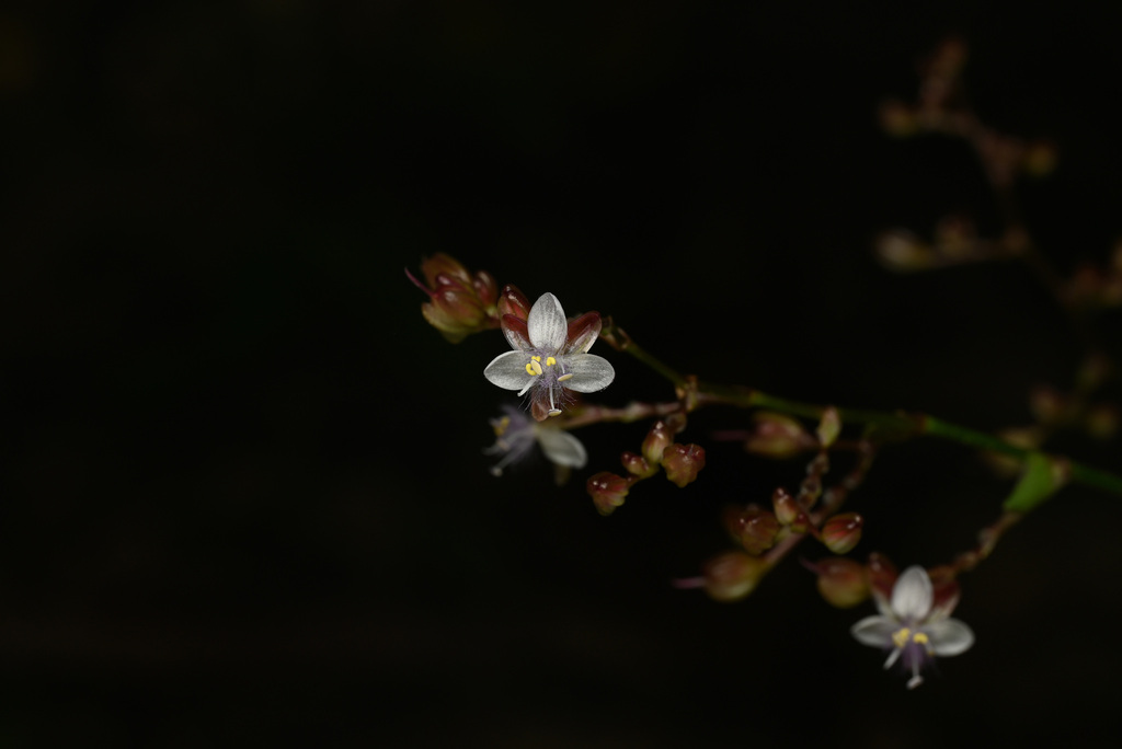Murdannia japonica (Murdannia japonica)