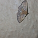 Cerynea punctilinealis