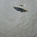 Ataboruza divisa