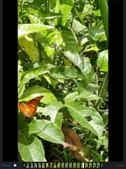 Dione vanillae vanillae