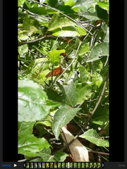 Dione vanillae vanillae