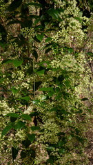 Clematis brasiliana