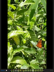 Dione vanillae vanillae