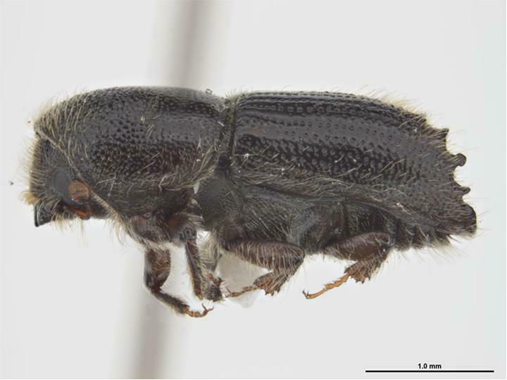 Larch Bark Beetle