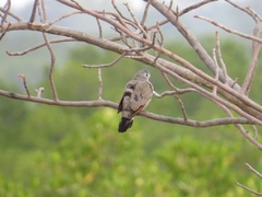 Turtur abyssinicus