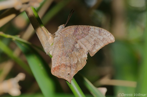 Pale-spotted Leafwing photo 5