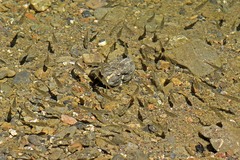 Catostomus occidentalis