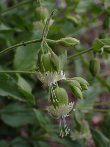 Image of Silene greenei by (c) Nolan Exe, some rights reserved (CC BY)