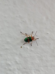 Chalcophana