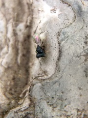 Cratomus megacephalus