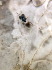 Cratomus megacephalus