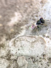 Cratomus megacephalus