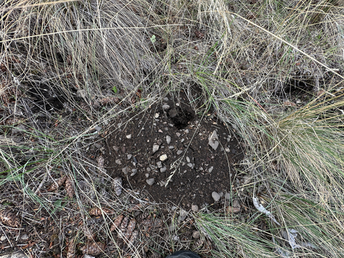 Northern Pocket Gopher