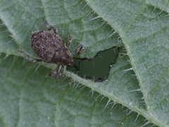 Parethelcus pollinarius