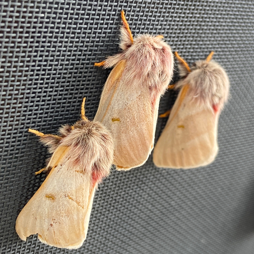 Tricolor Buckmoth photo 4
