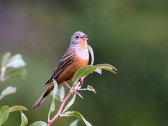 Emberiza caesia