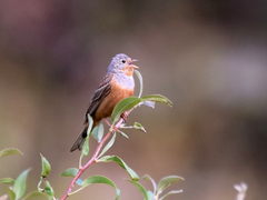 Emberiza caesia