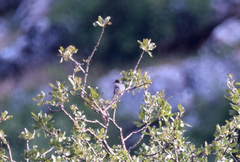 Curruca crassirostris